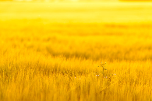 field yellow skåne sweden farming f28 skåne viken 2011 fav10 ef200mmf28lusm canoneos5dmarkii ¹⁄₁₂₅sek