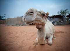 Camel in Abu Dhabi