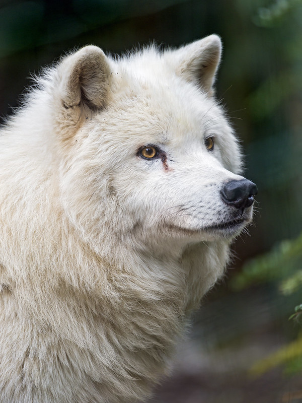 Arctic wolf looking upwards