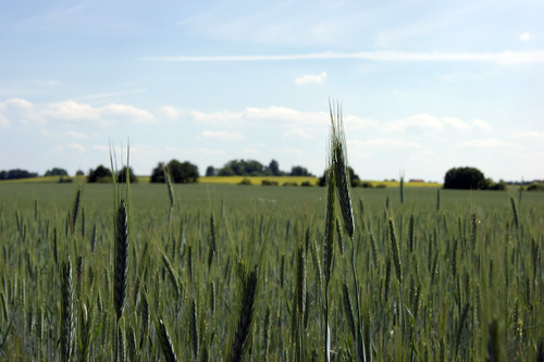 green field wheat sony young poland polska dslr lubuskie sonyalphadslra290 a290l