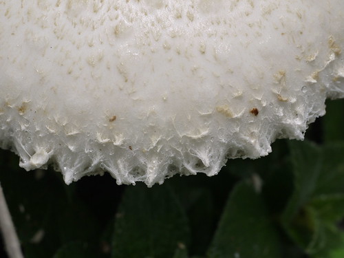 mushroom parasolmushroom macrolepiotaprocera agaricaceae lepiotaceae basidiomycetefungus