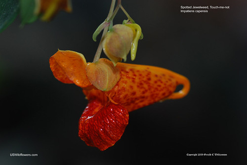 Spotted Jewelweed - Impatiens capensis