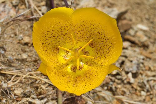 sandiegocounty liliaceae sunrisehighway clevelandnationalforest weedsmariposalily calochortusweediivarweedii pinevalleyca