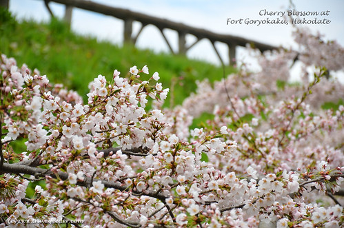 Cherry_Blossom_at_Fort Goryokaku19