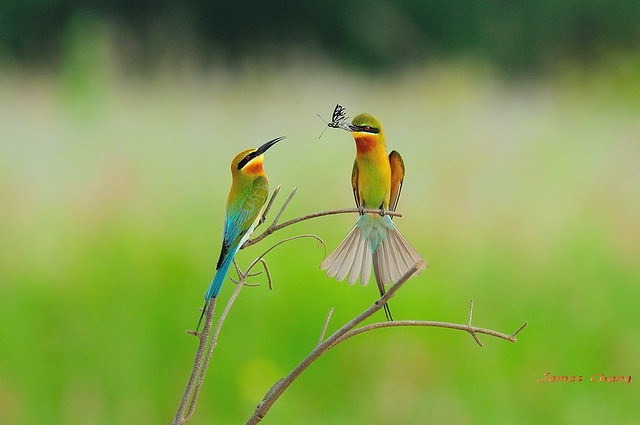 Decisive Moments of Bird Photography Gallery