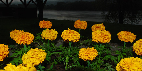 ohio flower sunrise fly spring marigold