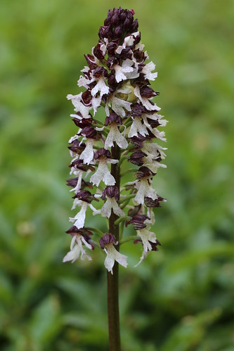 Lady Orchid, Orchis purpurea