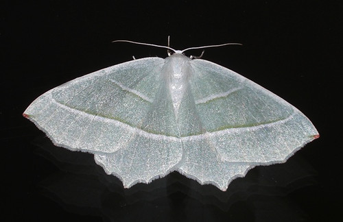 light-emerald-moth