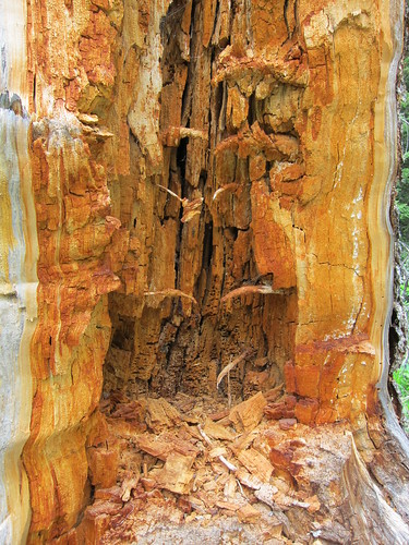 split open tree, fallen tree IMG_6883