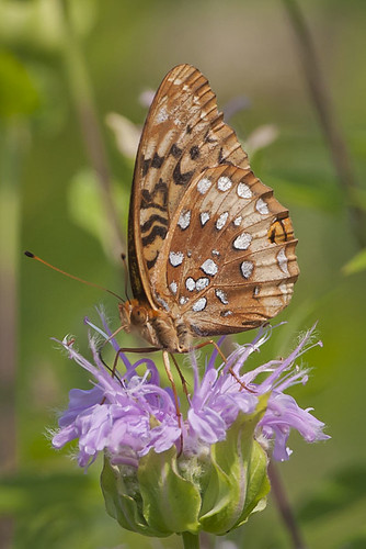 butterfly ohio mitchellmemorialforest cleves greatspangledfritillary