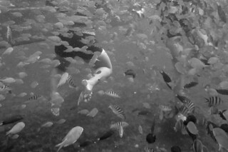 Boracay - Swimming with fish