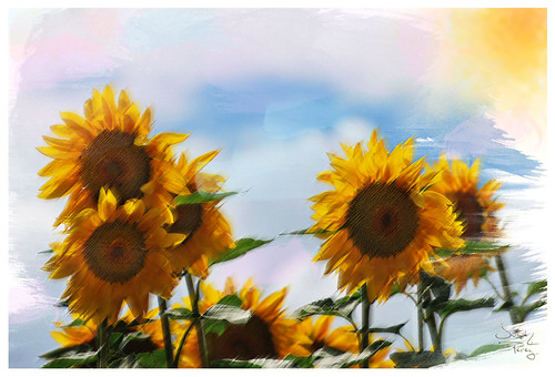 naturaleza nature watercolor painting nikon natura sunflowers acuarela retouch d60 girasoles blacky2007 photoshopcreativo