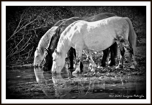 horses blackandwhite bw water drinking picnik biancoenero lazio roccapriora castelliromani latium pratonidelvivaro parcocastelliromani