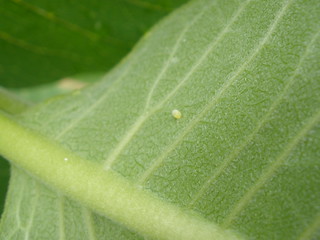 Monarch Egg - Maybe
