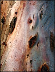 Tree Texture, Twenty-Two
