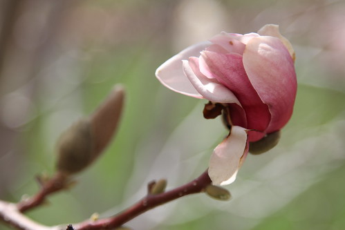 6308 the Fitzgeralds' magnolia