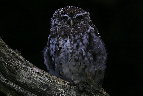 wildlife owl avian wildbirds littleowl britishbirds birdphotos birdsofthebritishisles snapdecisions theworldofbirds birdsofbritonandeurope