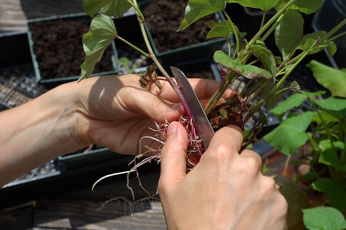 Cutting sweet potato slips for planting by Eve Fox, the Garden of Eating blog, copyright 2014