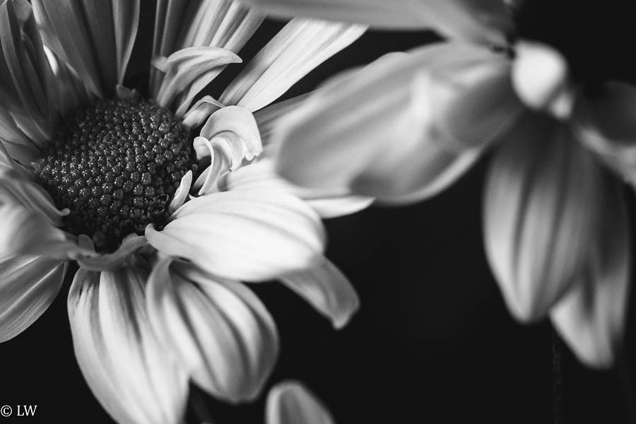 flower macro photgography-4