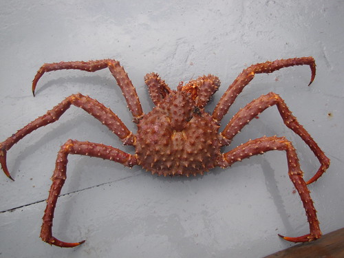 Golden King Crab (Lithodes aequispina)