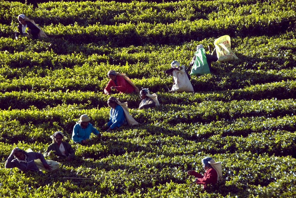Tea plantations near Kandy Sri Lanka