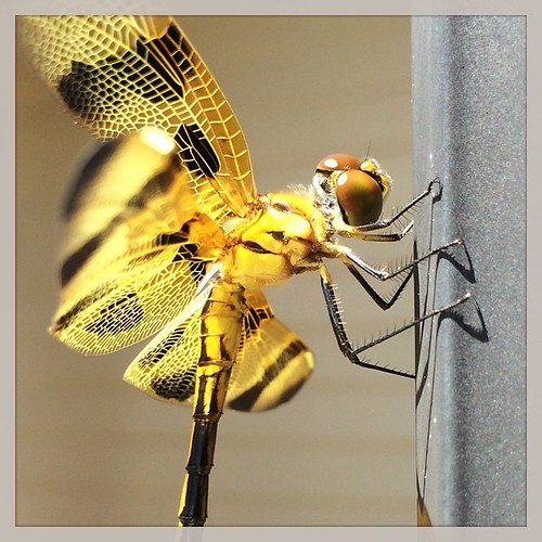 Dragonfly posing for an pic!