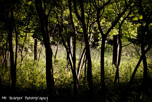 trees summer tree nature beauty june photography woods scenery forrest hiking hike webster rochesterny websterpark june2011 summer2011
