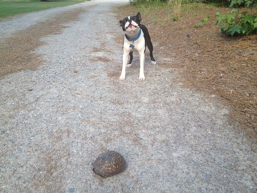 Charlie's first turtle sighting June 2014