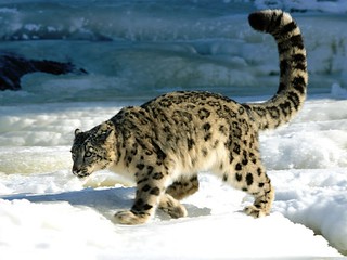 Snow Leopard in the Altai Mountain region