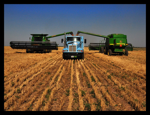 wheat farming harvest combine kansas agriculture johndeere kenworth wheatfield highplains collyer wakeeney