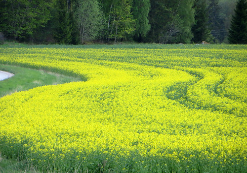 yellow sweden rapeseed uppland