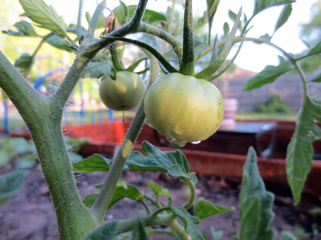 finally tomatoes!