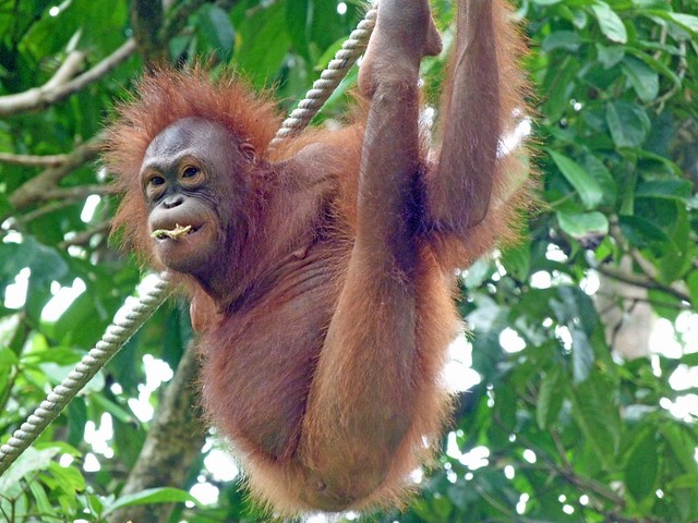 Orangután en Sepilok (Borneo, Malasia)