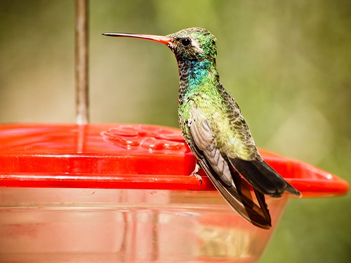 arizona hummingbird © tucsonaz garyburke hummingbirdatthefeeder zuiko70300mm olympuse620