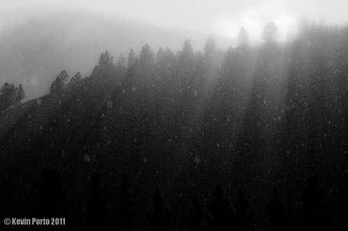 bw tree rain hail landscape us blackwhite montana unitedstates