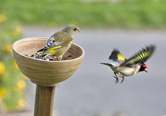 Goldfinch seen off by Greenfinch