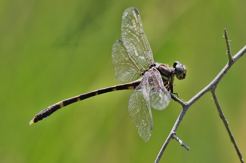 fivestripedleaftail phyllogomphoidesalbrighti hidalgocounty tx bentsenriograndestatepark odonata dragonfly