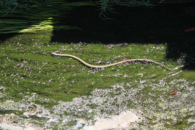 Snake I, swimming