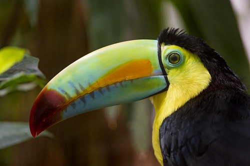 Profile of a toucan
