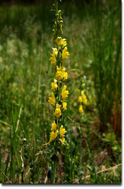 Toadflax(Butter and Eggs) 1