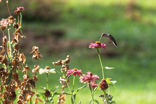 2016 birds wildlife hummingbird