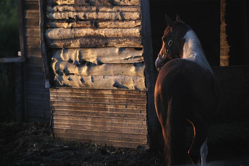 ranch sunset horse black cheval soleil coucher stmaurice québec troisrivières