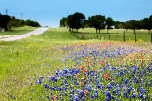 road flowers blue red flower landscape spring texas tx bluebonnet wildflowers hillsboro indianpaintbrush canonef70200mmf28lisusm canonextenderef2xii canoneos5dmarkii canon5dmarkii