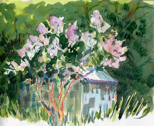 April 2014: Lilac Bushes in Hidden Villa