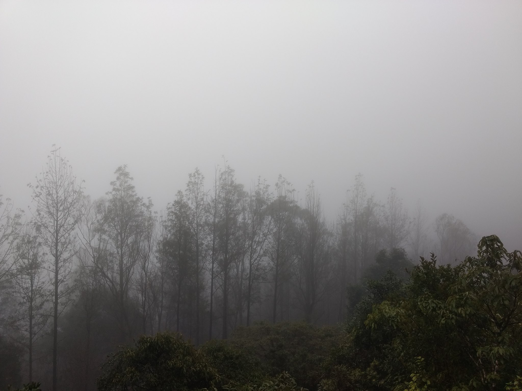 foggy mist photo trees chikmagalur