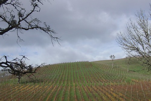 trees winter brown green leaves oregon vines vine hills winery willamette slopes biodynamic maysara