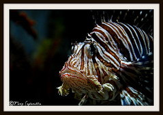 Lion Fish in Dubai Aquarium