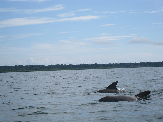 playing dolphins, Bocas del Toro