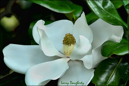 flower nikon louisiana blossom neworleans bloom audubonpark magnoliatree