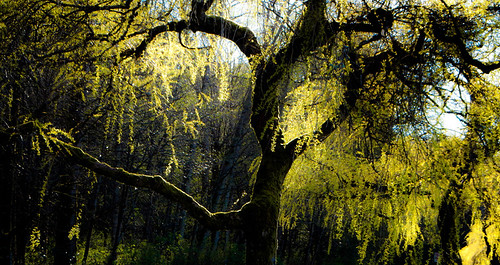 the texture of spring: weeping willow tree in the light